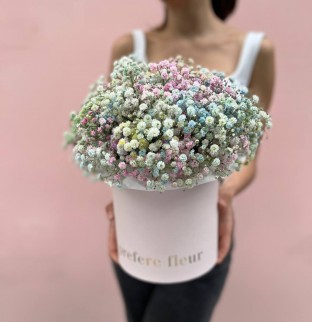 Gypsophila v krabici